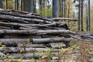Ormanda kesilen ağaç gövdeleri. Vahşi doğa.