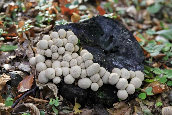 Lycoperdon Gênero Cogumelos Puffball Hora Outono — Fotografia de Stock