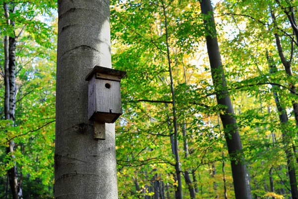 Mały Drewniany Domek Dla Ptaków Lesie Dzika Przyroda — Zdjęcie stockowe
