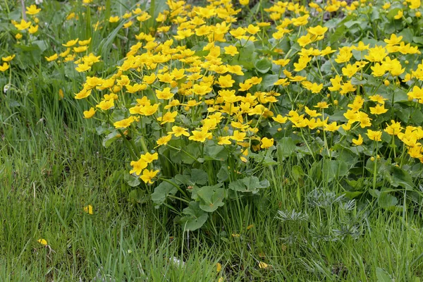 Caltha Palustris Known Marsh Marigold Kingcup Flowers Nature — Stock Photo, Image