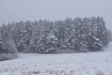 Kar fırtınası sırasında kozalaklı orman. Kış zamanı