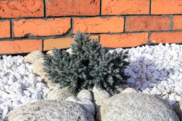 Liten Juniperus Pfitzeriana Buske Trädgården Växter Hösten — Stockfoto