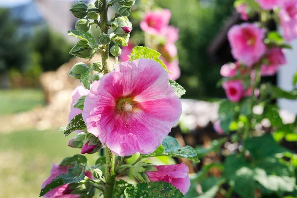 Pink Mallows Garden Alcea Flower Commonly Known Hollyhocks Summer Flowers — Stock Photo, Image