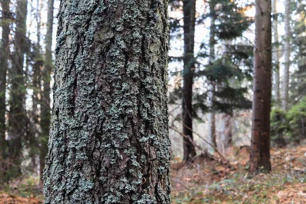 Moos Auf Der Baumrinde Wald Wilde Natur — Stockfoto
