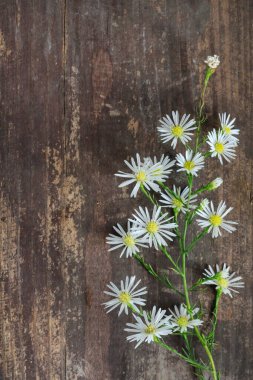 Kahverengi ahşap arka planda küçük beyaz çiçekler. Grafiksel kaynaklar