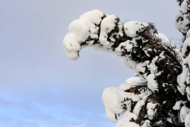 Thuja occidentalis (beyaz sedir) kar altında dallanır. Kış zamanı