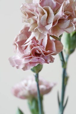 Beyaz arka planda pembe karanfil çiçekleri. Grafiksel kaynaklar