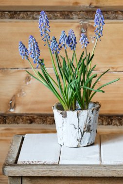 Bir buket muscari çiçeği (üzüm sümbülü). Bahar geldi.