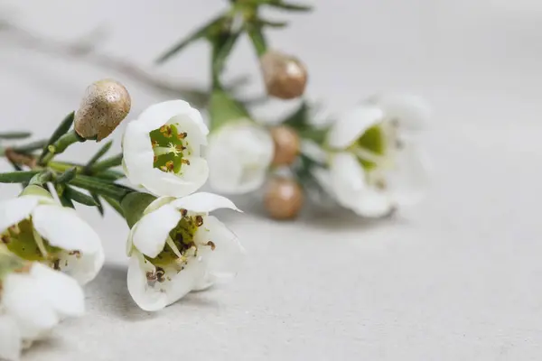 Květy Chamelaucium Voskové Květy Bílém Pozadí Grafické Zdroje Royalty Free Stock Fotografie