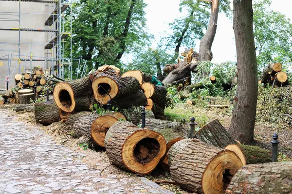 Sześćset Letnie Drzewa Zniszczone Katastrofalnej Burzy Zdjęcia Stockowe bez tantiem