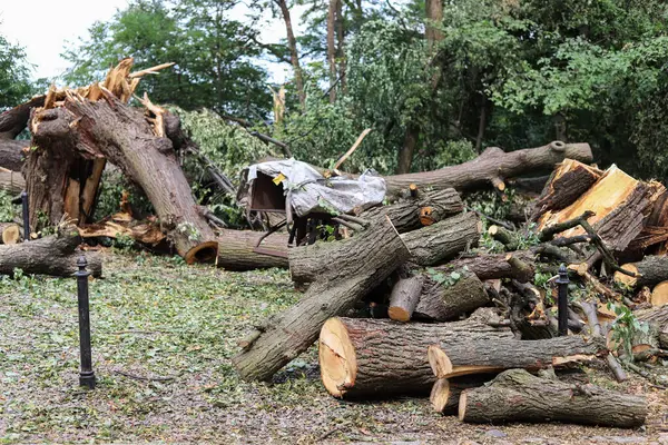Sexhundra Gamla Träd Förstörda Katastrofal Storm Stockfoto