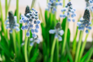 Bahçedeki Muscari çiçekleri (üzüm sümbülü). Bahar çiçekleri