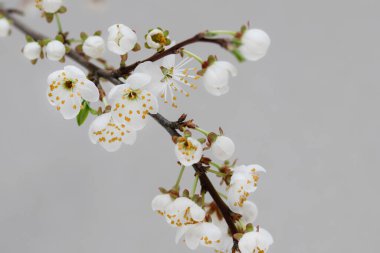 Crataegus genellikle şahin dikenli olarak bilinir, gri arka planda dikenli diken. Grafiksel kaynaklar