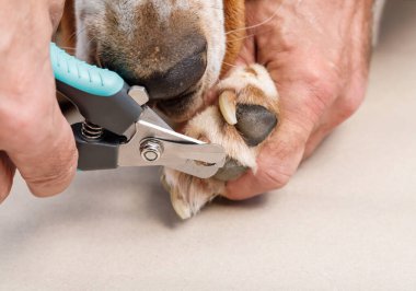 Bir veteriner özel bir aletle bir köpeğin uzun tırnaklarını kesiyor. Evcil hayvan spa zamanı