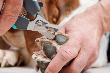 Bir veteriner özel bir aletle bir köpeğin uzun tırnaklarını kesiyor. Evcil hayvan spa zamanı