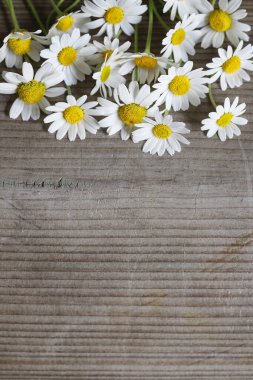 Ahşap kahverengi tahta arka planda papatya çiçekleri. Grafiksel kaynaklar