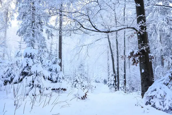 Kışın orman, yoğun kar. Turistler için tatil yeri
