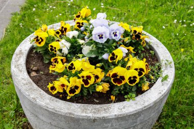 Bahçedeki nonoş çiçekleri. Bahar çiçekleri