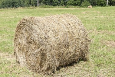 Çayırda büyük bir saman rulosu. Yaz köyü işi