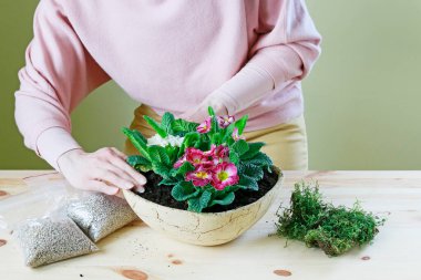 İşteki çiçekçi: kadın primula çiçekleriyle nasıl basit dekorasyon yapılacağını gösteriyor