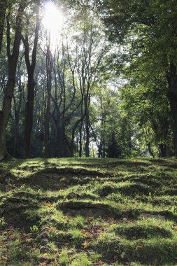 Avrupa 'nın güzel yeşil yaz ormanı. Vahşi doğa.