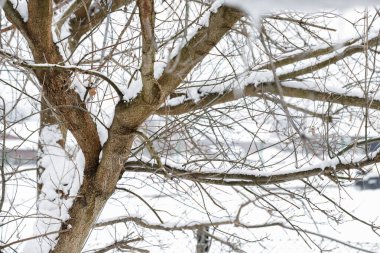 Karla kaplı ağaç dalları. Kış karlı günü