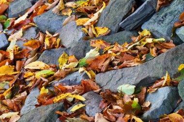 Parktaki taşların üzerinde sonbahar yaprakları var. Grafiksel kaynaklar