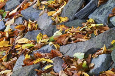 Parktaki taşların üzerinde sonbahar yaprakları var. Grafiksel kaynaklar