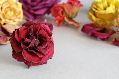 Kurumuş güllerle süslü bir arka plan. Grafiksel kaynaklar