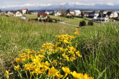 Caltha Palustris, Marsh-Marigold ve Kingcup olarak bilinir. Baharda güzel bir dağ çayırı. Tarım yeri