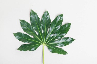 Büyük yeşil tropikal yaprak, gri kağıt arka planda, kopyalama alanı. Grafiksel kaynaklar