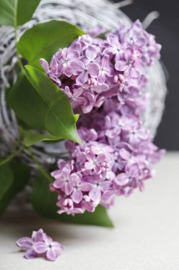 Gri kağıtta leylaklar, kopyalama alanı. Grafiksel kaynaklar