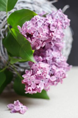 Gri kağıtta leylaklar, kopyalama alanı. Grafiksel kaynaklar