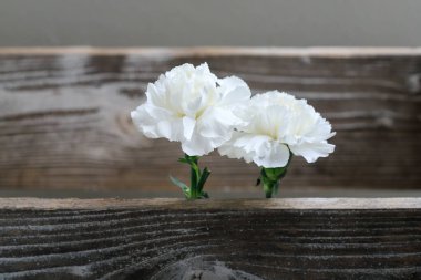 İki beyaz karanfil çiçeği, kopyalama alanı. Grafiksel kaynaklar