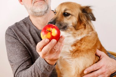 Adam güzel köpeğini bir elmayla besliyor. Hayvan yaşamı.