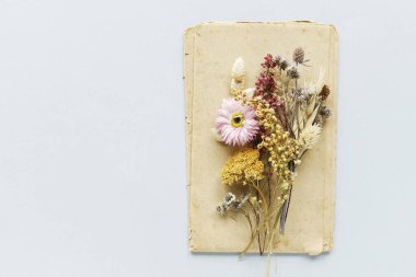 Kağıt üzerinde kurumuş çiçekler ve diğer bitkiler. Grafiksel kaynaklar
