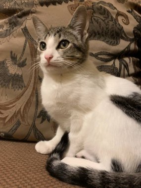 cat staring and sitting on sofa  