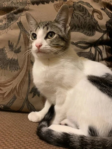 Kedi kanepede oturuyor.  