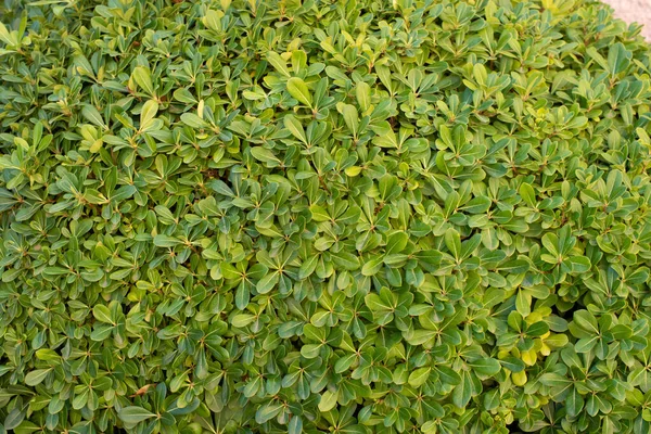 Green wall of trimmed Pittosporum Tobira bush. Green wall ideas for the garden and house decoration
