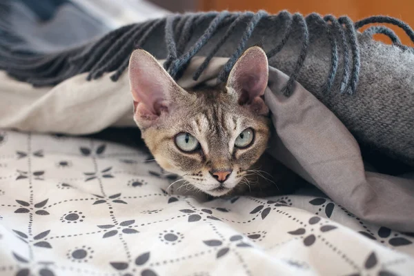 Cozy cat snuggles up under a warm blanket, hiding from the cold while enjoying a peaceful nap in bed. The soft, comfortable bedding provides a tranquil rest for this sleepy feline, creating a restful and restful environment for this cuddly creature