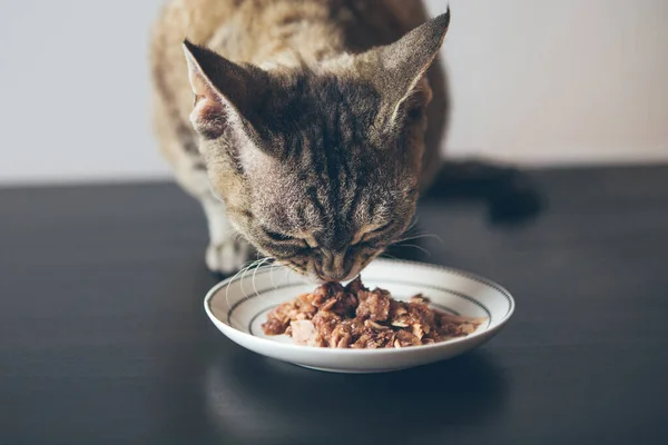 Beautiful tabby cat sitting next to a ceramic food plate placed on the wooden floor and eating wet tin food. Selective focus lifestyle photo