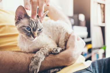 Tatlı ve tatlı kedicik. Adam parmaklarıyla nazikçe sarılıyor Devon Rex 'in kulaklarının arkasındaki kediye. Kedi mırıldanıyor ve mutlu hissediyor. Kedinizi okşamak havanızı yerine getirir. Kedi ve sahibi.
