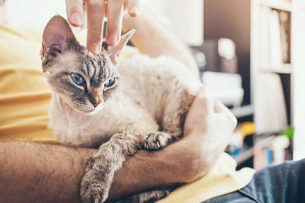 Tatlı ve tatlı kedicik. Adam parmaklarıyla nazikçe sarılıyor Devon Rex 'in kulaklarının arkasındaki kediye. Kedi mırıldanıyor ve mutlu hissediyor. Kedinizi okşamak havanızı yerine getirir. Kedi ve sahibi.