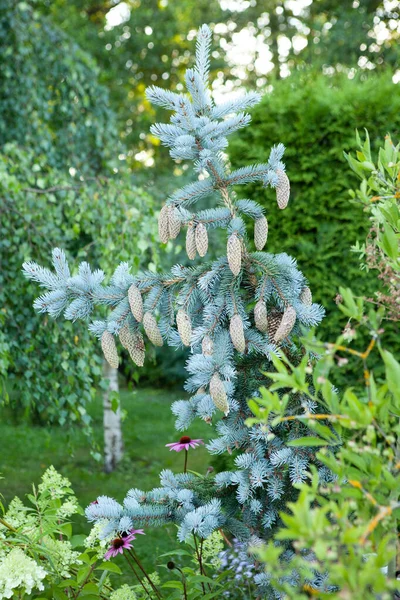 원추형으로 장식된 가문비나무나 피피아 나무는 여름철에 정원에서 자란다 텃밭가꾸기 정원가꾸기 — 스톡 사진