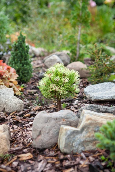 Little Pinus Mugo Milky Way Trunk Growing Rocky Garden Flower — Stock Photo, Image