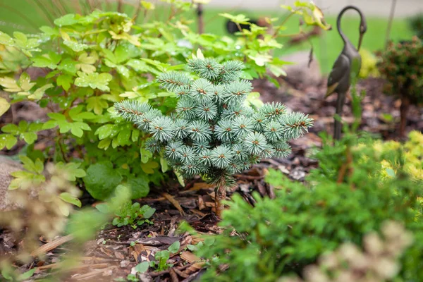 皮皮科植物生长在常绿的收藏家花园里 对称层次分明的分枝和长长的蓝灰色绿色针叶 是该物种独特的颜色阴影 在花坛上生长的蓝色钻石 — 图库照片