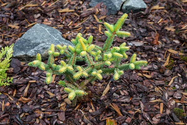 Estonya bitki koleksiyoncusu bahçesinde büyüyen kozalaklı kozalaklı Abies Pinsapo Aurea. Genellikle altın İspanyol köknarı olarak bilinen orta büyüklükte bir kozalaklı çalı ya da küçük bir ağaçtır..