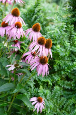 Echinacea purpurea 'nın fotoğrafı, doğu mor coneflower, mor coneflower, kirpi coneflower, veya echinacea, yaz boyunca sonbahara kadar çiçek açar. Bahçede büyüyen