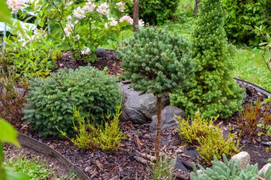 Çiçek yatağı ve farklı yeşil bitkiler kompozisyonda birlikte büyüyorlar. Picea mariana Nana (Black Spruce), Canadian Conica fir, Picea obovata, Picea abies