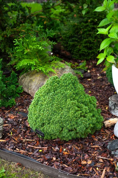 Zdjęcie Białego Świerku Picea Glauca Alberta Globe Rośnie Kwietniku Ogrodzie Obrazek Stockowy